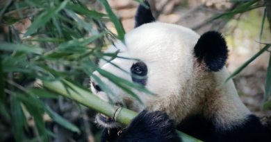 What are the genetic traits of a giant panda?
